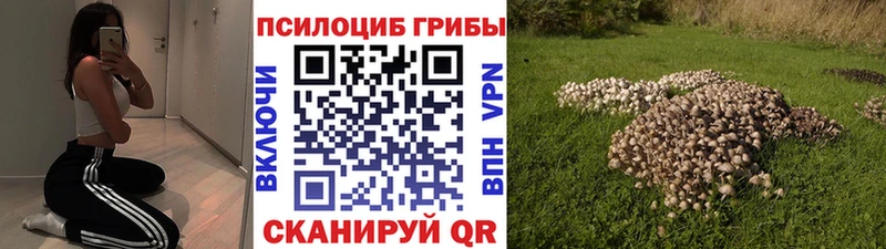 купить наркотик  Велиж  Псилоцибиновые грибы GOLDEN TEACHER 